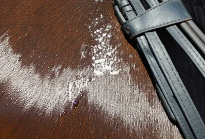 Illustration lather - Image 1