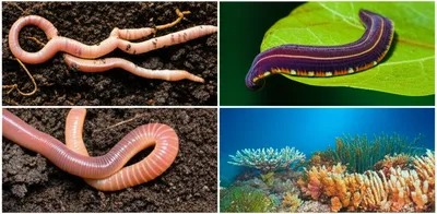 Illustration annelid - Image 1