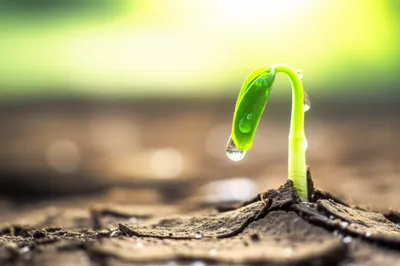 Illustration fresh - Image 1