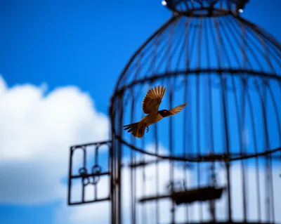 Illustration liberated