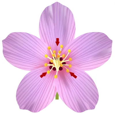 Illustration self - Image 1