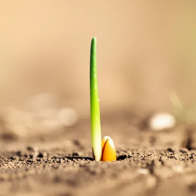 Illustration came - Image 1