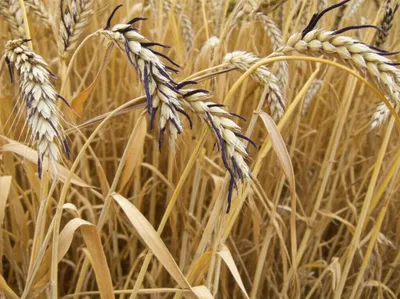 Illustration spur - Image 1