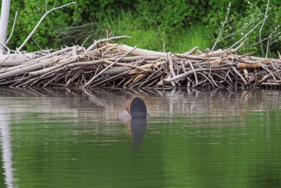 Illustration beavers - Image 1