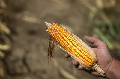 Illustration rash - Image 1