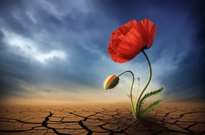 Illustration fade - Image 1