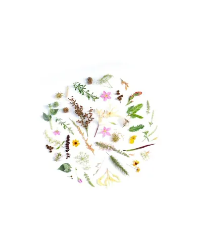 Illustration botanicals - Image 2