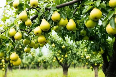 Illustration pear - Image 1