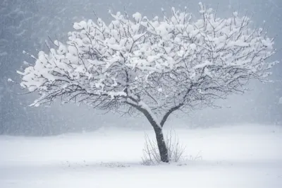 Illustration dormancy