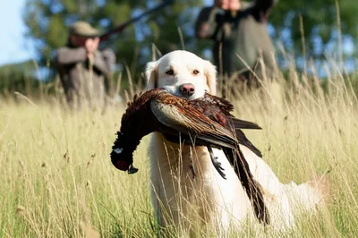 Illustration gundog - Image 1