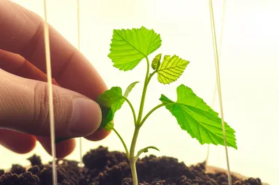 Illustration inculcate