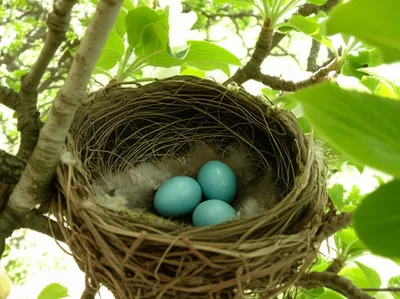 Illustration nests - Image 1