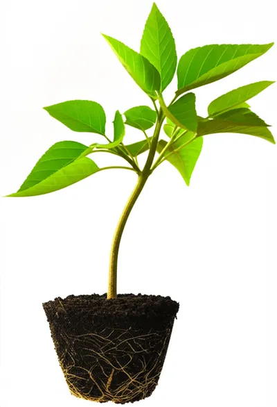 Illustration bends - Image 2