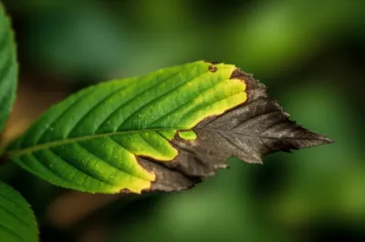 Illustration mortified - Image 1