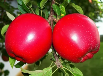 Illustration duplicating - Image 1