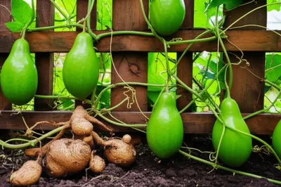 Illustration chayote - Image 1