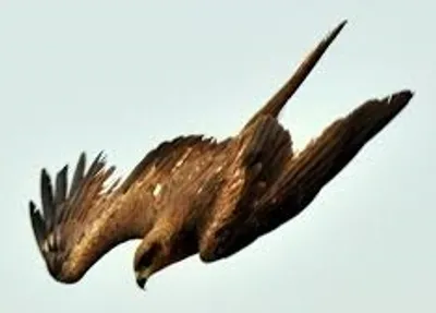 Illustration swoop - Image 2