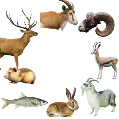 Illustration bucks - Image 1