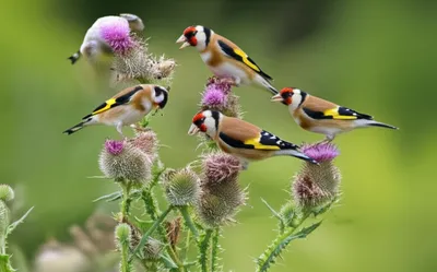 Illustration goldfinches