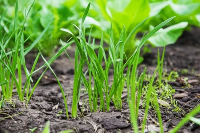 Illustration neoplasia