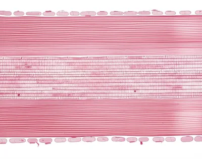 Illustration muscled - Image 1