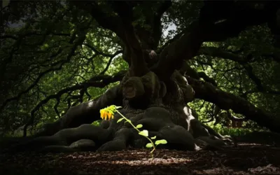 Illustration overshadowed