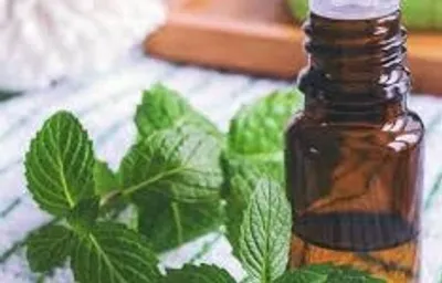 Illustration peppermint - Image 2