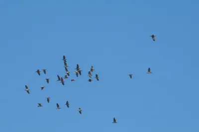 Illustration anomaly - Image 1