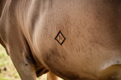 Illustration brands - Image 1