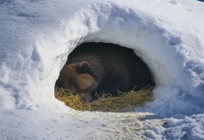 Illustration sleeping - Image 1