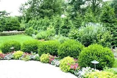 Illustration shrubbery - Image 2