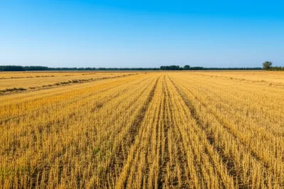 Illustration raking - Image 1