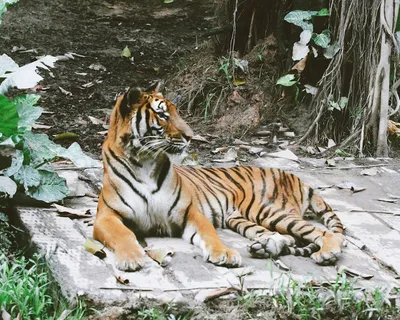 Illustration reposing - Image 2