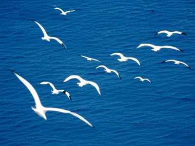 Illustration seagulls - Image 1