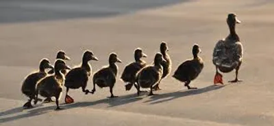 Illustration imprint - Image 2