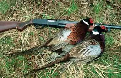 Illustration brace - Image 2