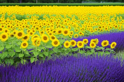 Illustration intersperse