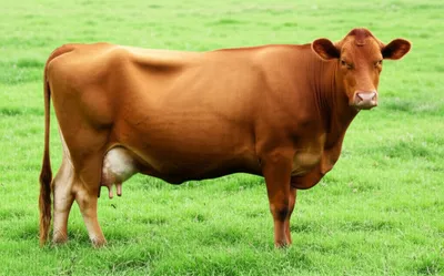 Hình ảnh minh họa springing - Ảnh 1