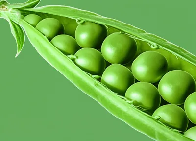 Hình ảnh minh họa podding - Ảnh 1