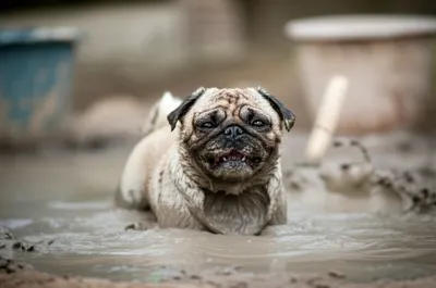 Illustration pug - Image 1