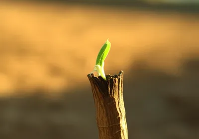 Illustration regenerated - Image 1