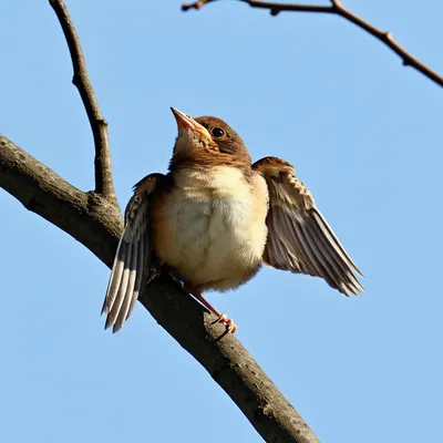 Illustration fledglings - Image 1