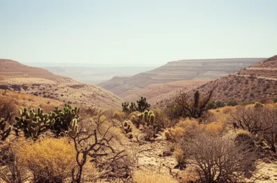 Illustration jungle - Image 1