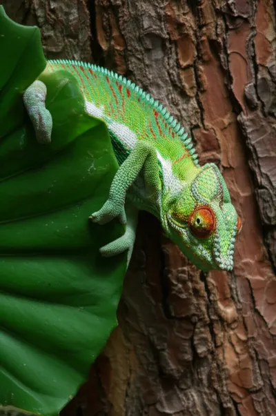 Illustration adaption - Image 1