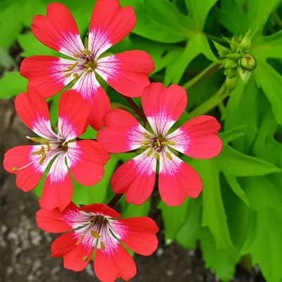 Illustration geraniums - Image 1