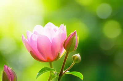 Illustration term - Image 1