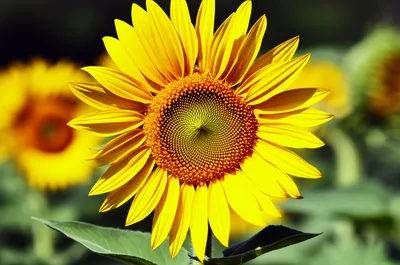 Illustration completeness