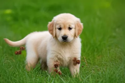 Illustration burr - Image 1