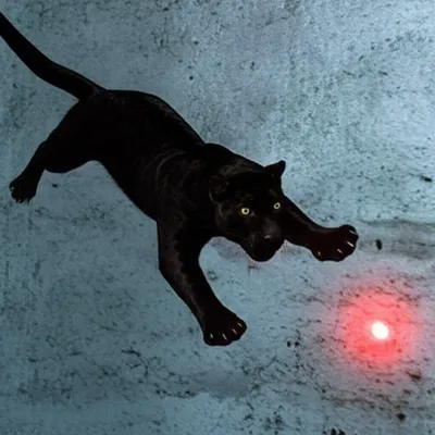 Illustration pounced - Image 1