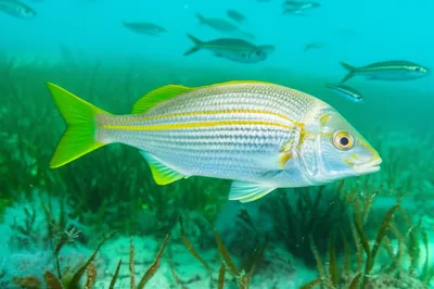 Illustration box - Image 1